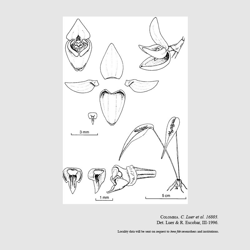 Pleurothallis questionis